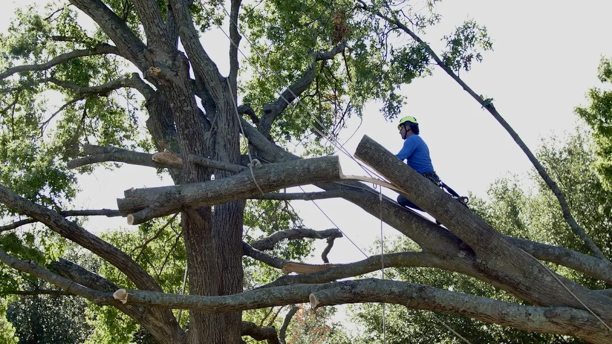 Professional Hazardous Tree Removal performed by certified arborists in Edgerton