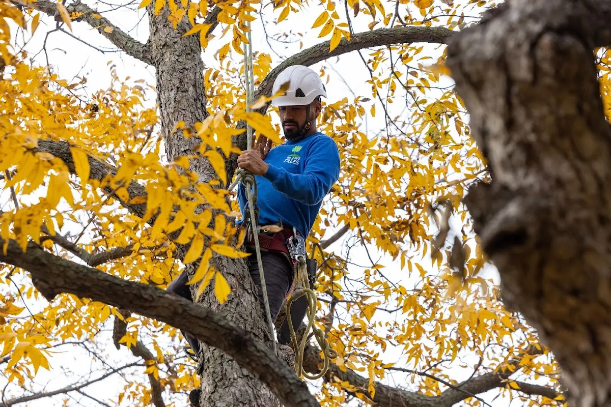 Skilled Tree Planing crew working in Edgerton